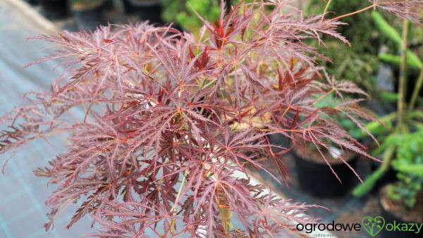 KLON PALMOWY DRAGON'S FIRE Acer palmatum