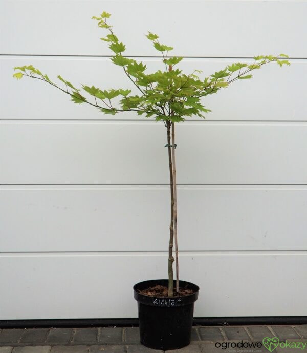 KLON SHIRASAWY AUREUM Acer shirasawanum