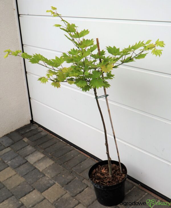 KLON SHIRASAWY AUREUM Acer shirasawanum