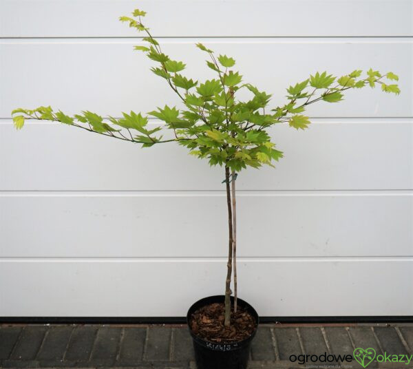 KLON SHIRASAWY AUREUM Acer shirasawanum