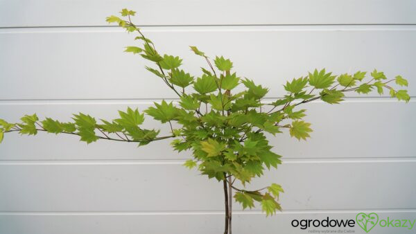 KLON SHIRASAWY AUREUM Acer shirasawanum