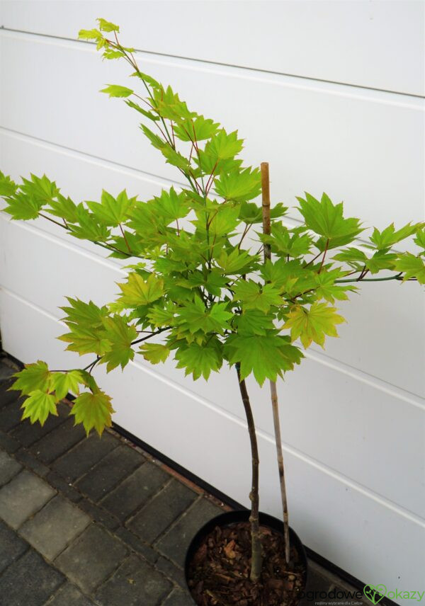 KLON SHIRASAWY AUREUM Acer shirasawanum