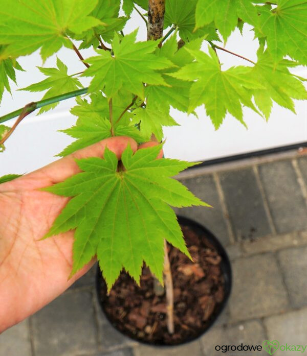 KLON SHIRASAWY AUREUM Acer shirasawanum