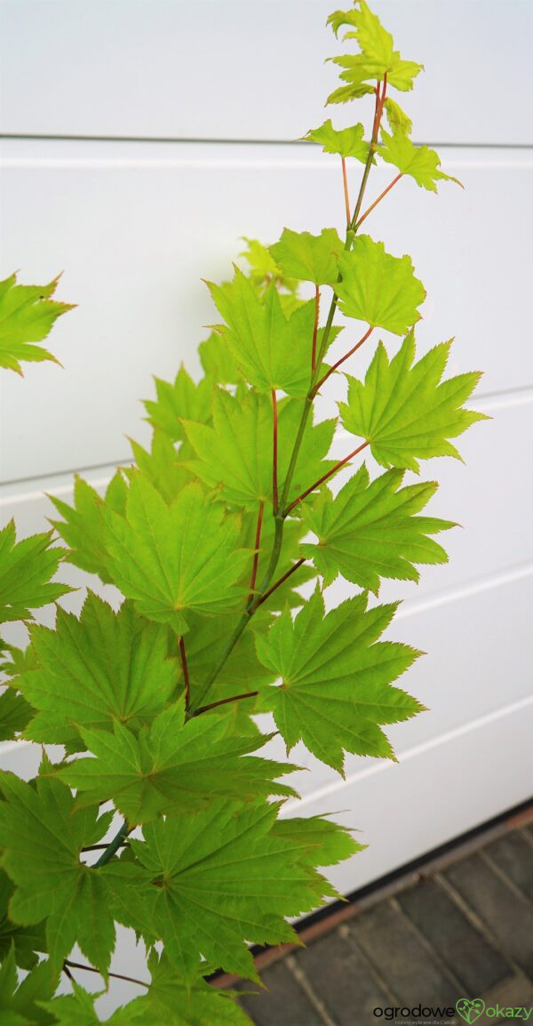 KLON SHIRASAWY AUREUM Acer shirasawanum