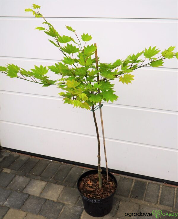 KLON SHIRASAWY AUREUM Acer shirasawanum