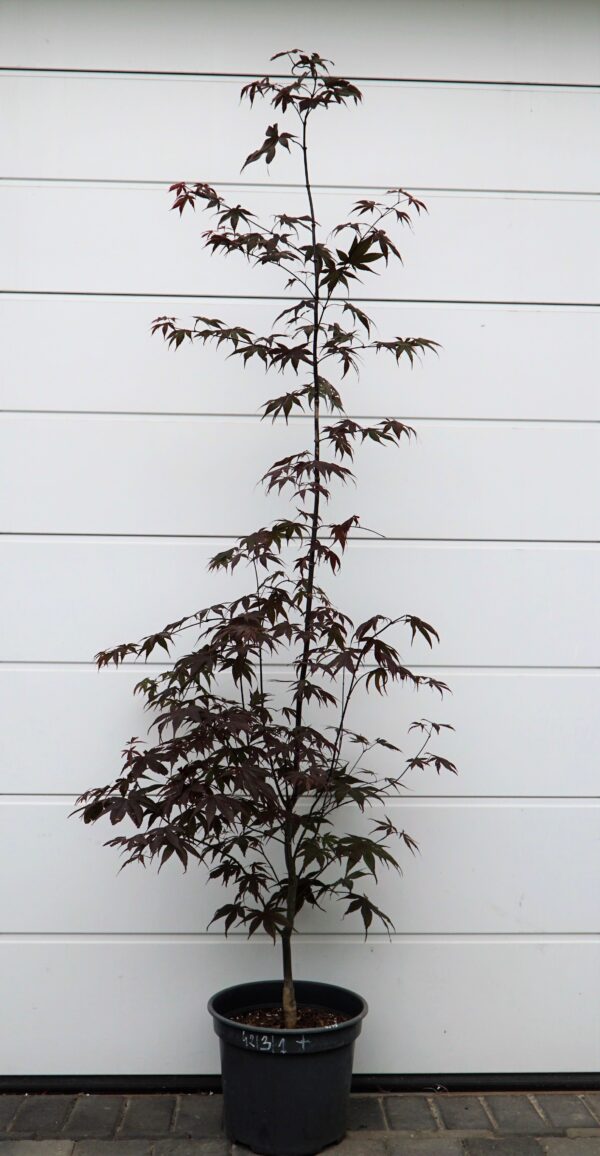 KLON PALMOWY BLOODGOOD Acer palmatum