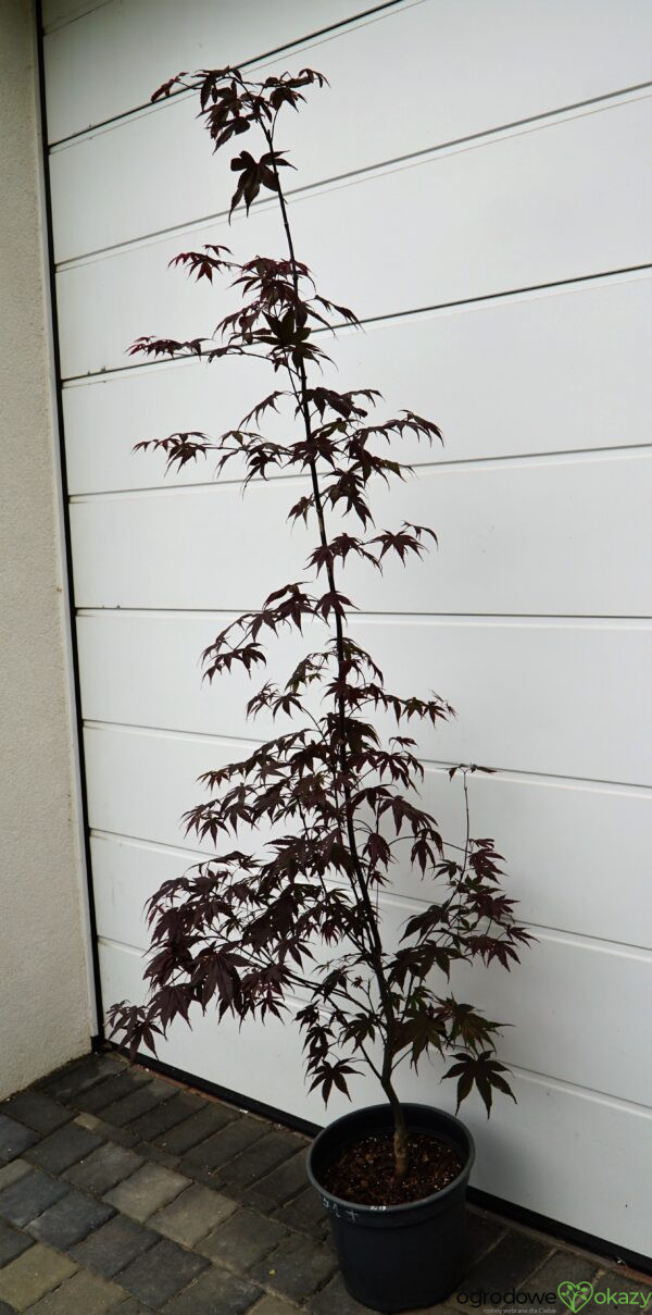 KLON PALMOWY BLOODGOOD Acer palmatum