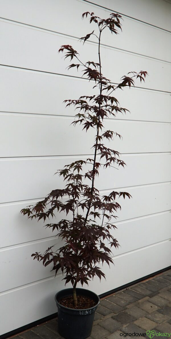 KLON PALMOWY BLOODGOOD Acer palmatum