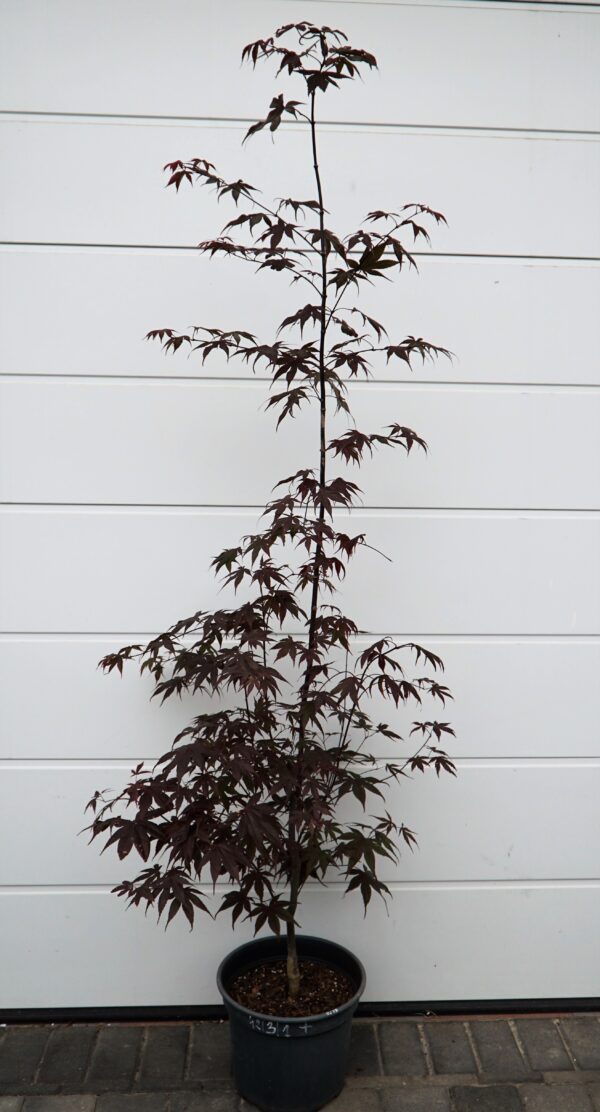 KLON PALMOWY BLOODGOOD Acer palmatum