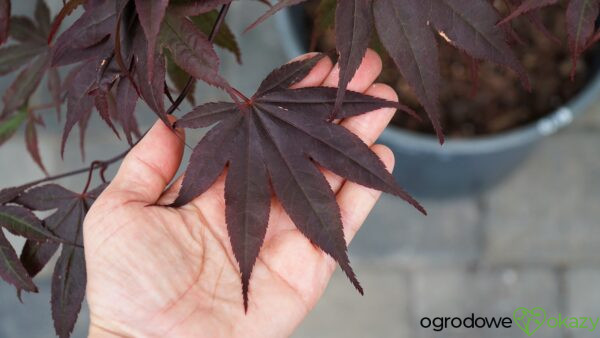 KLON PALMOWY BLOODGOOD Acer palmatum