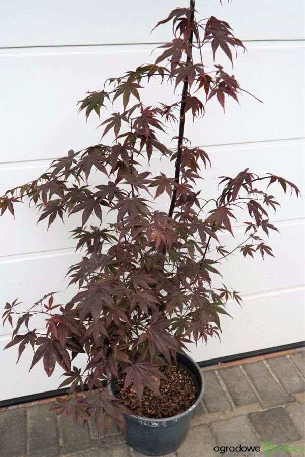 KLON PALMOWY BLOODGOOD Acer palmatum