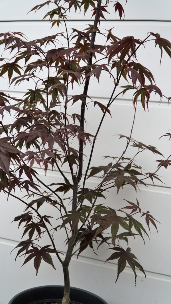 KLON PALMOWY BLOODGOOD Acer palmatum