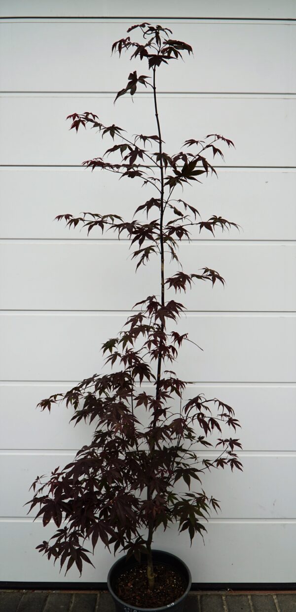 KLON PALMOWY BLOODGOOD Acer palmatum