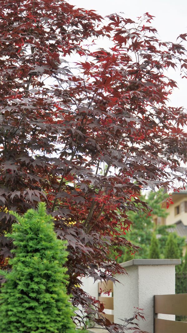 KLON PALMOWY BLOODGOOD Acer palmatum