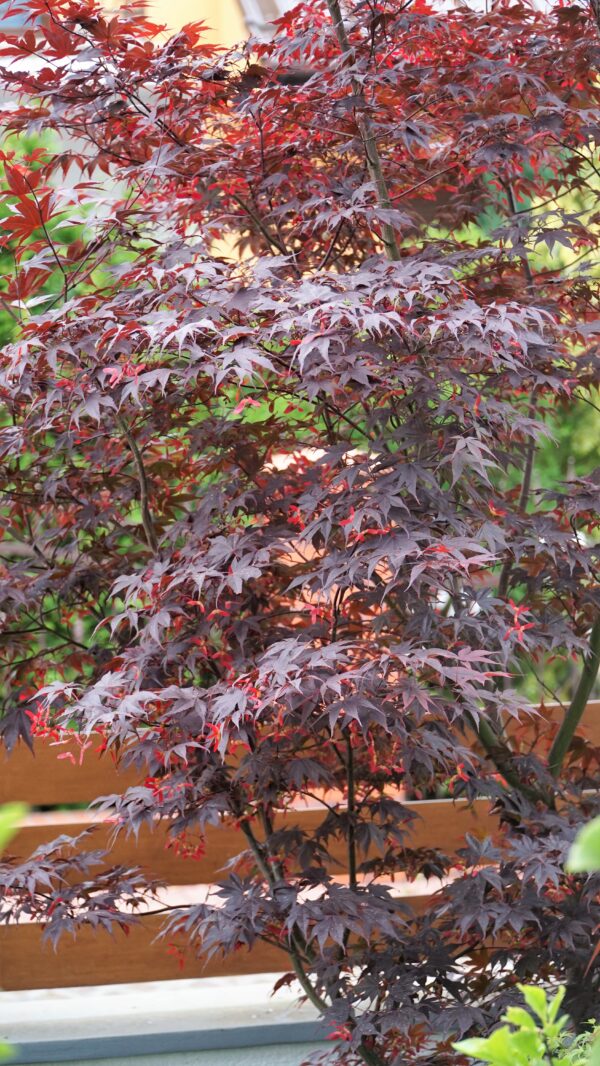 KLON PALMOWY BLOODGOOD Acer palmatum