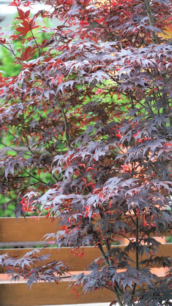 KLON PALMOWY BLOODGOOD Acer palmatum