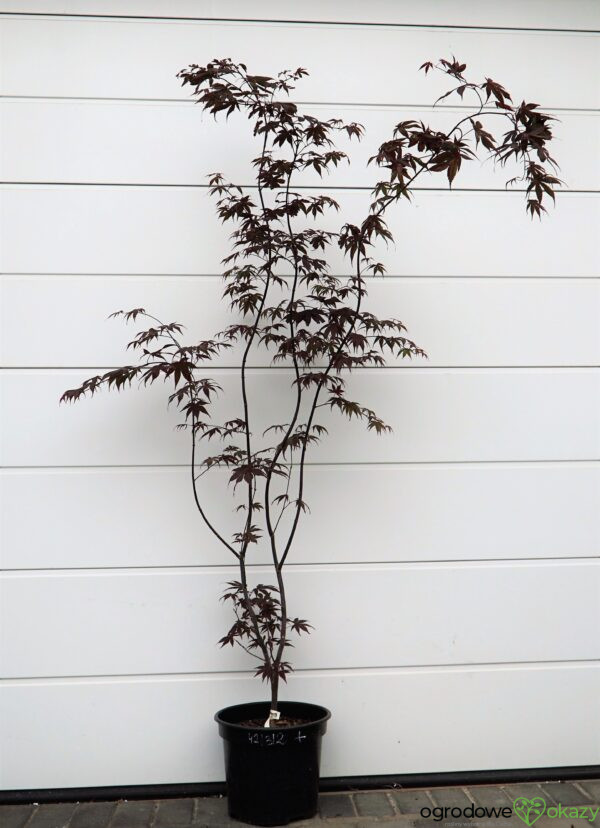 KLON PALMOWY BLOODGOOD Acer palmatum