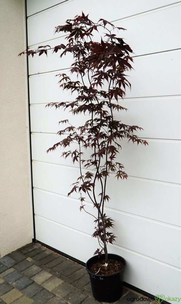 KLON PALMOWY BLOODGOOD Acer palmatum