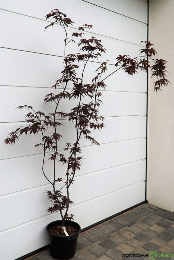 KLON PALMOWY BLOODGOOD Acer palmatum