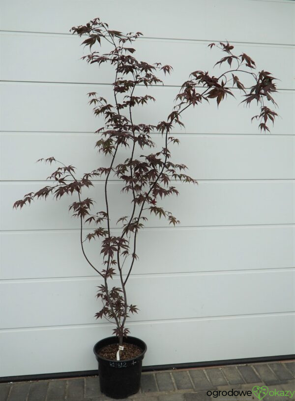 KLON PALMOWY BLOODGOOD Acer palmatum