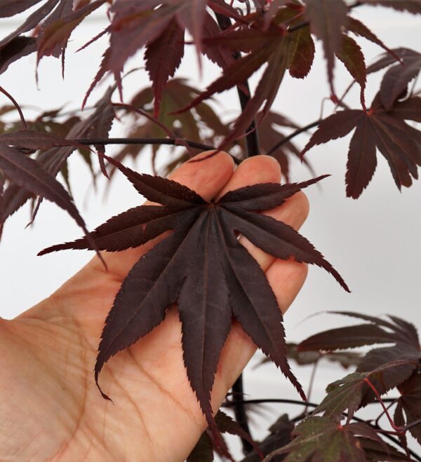 KLON PALMOWY BLOODGOOD Acer palmatum