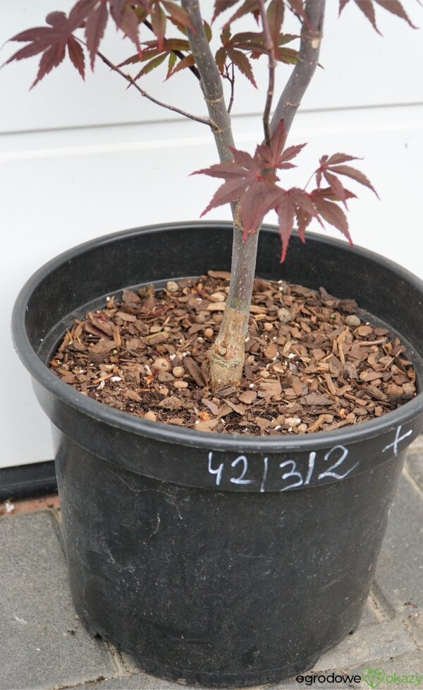 KLON PALMOWY BLOODGOOD Acer palmatum