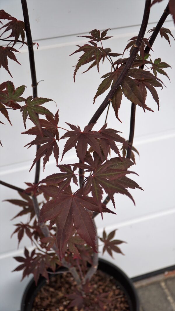 KLON PALMOWY BLOODGOOD Acer palmatum