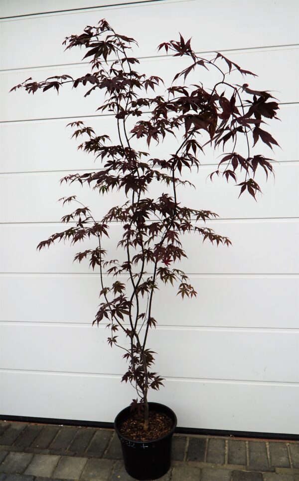 KLON PALMOWY BLOODGOOD Acer palmatum