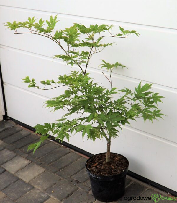 KLON PALMOWY KOYUKI Acer palmatum