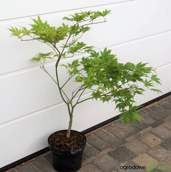 KLON PALMOWY KOYUKI Acer palmatum