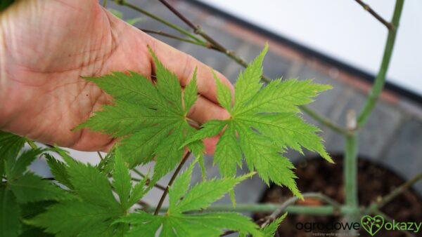 KLON PALMOWY KOYUKI Acer palmatum