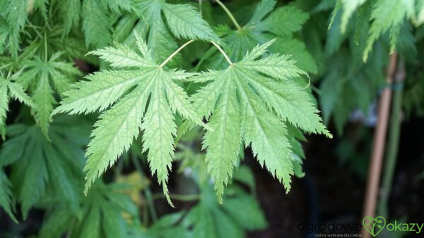 KLON PALMOWY KOYUKI Acer palmatum