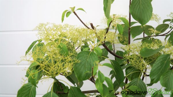 DEREŃ PAGODOWY Cornus controversa