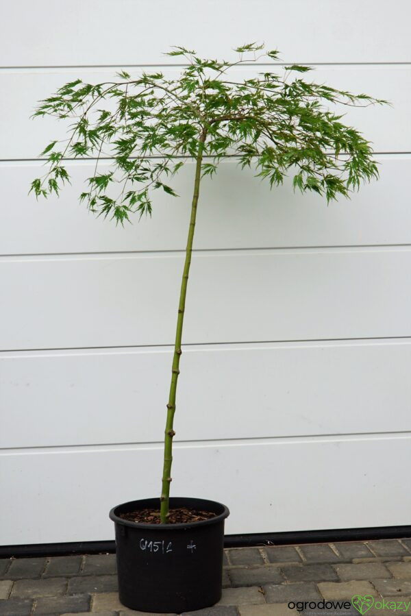 KLON PALMOWY DISSECTUM Acer palmatum