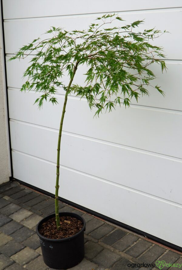 KLON PALMOWY DISSECTUM Acer palmatum