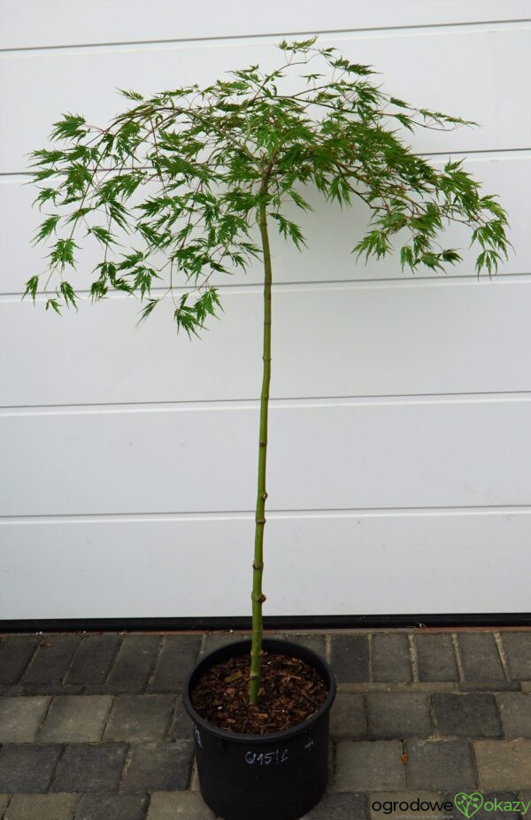 KLON PALMOWY DISSECTUM Acer palmatum