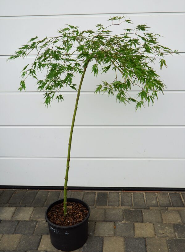 KLON PALMOWY DISSECTUM Acer palmatum