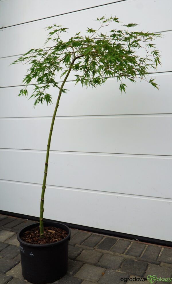 KLON PALMOWY DISSECTUM Acer palmatum