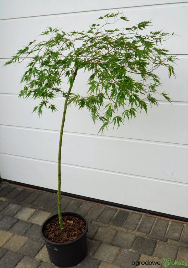 KLON PALMOWY DISSECTUM Acer palmatum