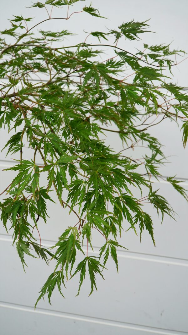 KLON PALMOWY DISSECTUM Acer palmatum