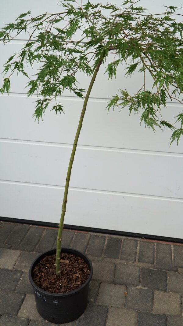 KLON PALMOWY DISSECTUM Acer palmatum