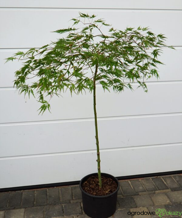 KLON PALMOWY DISSECTUM Acer palmatum