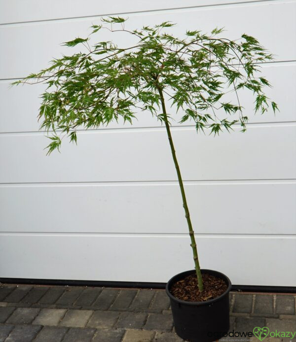 KLON PALMOWY DISSECTUM Acer palmatum