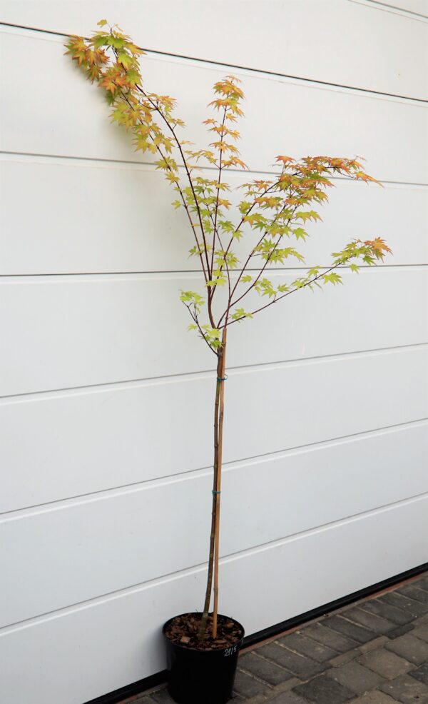 KLON PALMOWY ORANGE DREAM Acer palmatum