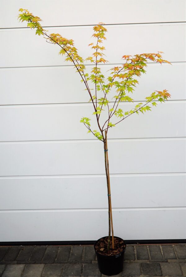 KLON PALMOWY ORANGE DREAM Acer palmatum