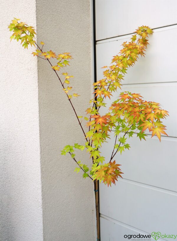 KLON PALMOWY ORANGE DREAM Acer palmatum