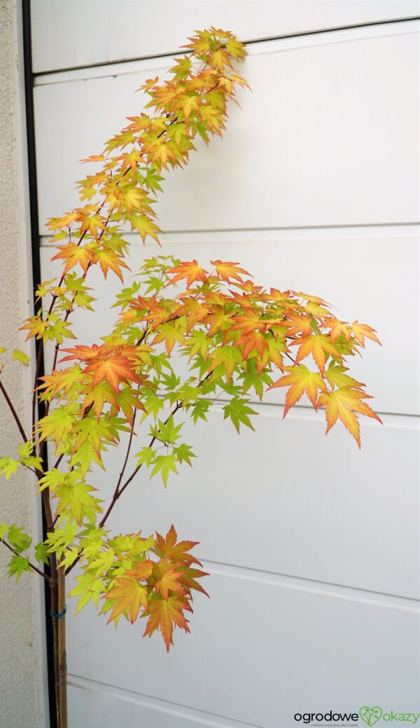 KLON PALMOWY ORANGE DREAM Acer palmatum