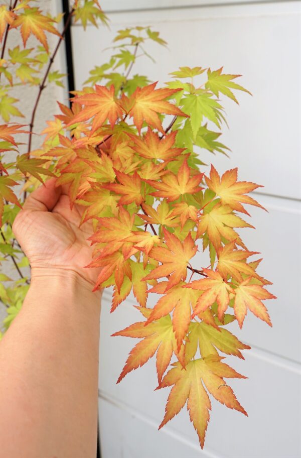 KLON PALMOWY ORANGE DREAM Acer palmatum