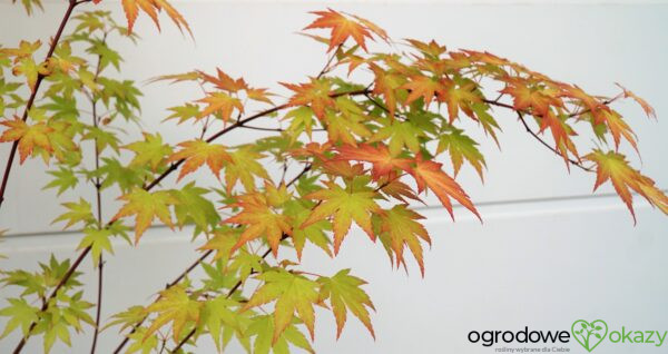 KLON PALMOWY ORANGE DREAM Acer palmatum