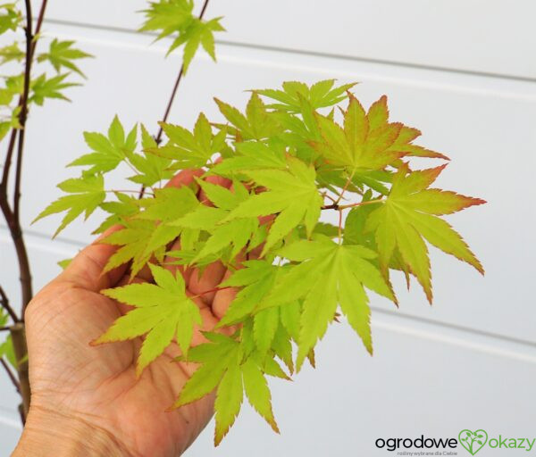 KLON PALMOWY ORANGE DREAM Acer palmatum